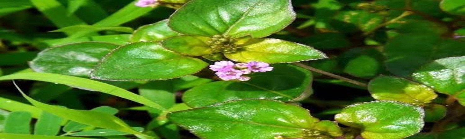 Punarnava Ayurvedic slider 1